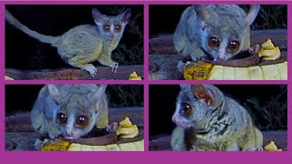 Cutest Bushbaby just cannot get enough