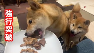 面倒臭くなった柴犬が弟の前でつまみ食い披露