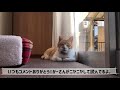 【野良猫から家猫へ】家族紹介｜飼い主からはじめてのプレゼント｜the first gift from the owner to the cat.