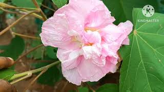 காலை மதியம் மாலை கலர் சேஞ்சிங் ரோஸ்#colour changing rose#shorts #nature #home #gardening #garden