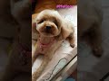 不只是宠物，也是家里的一份子 ♥️💛🩷💜 poodle cute petlover hello doglover dog puppy family loving 狗狗 泰迪犬