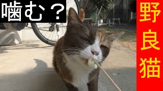 野良猫に竹輪を食べてもらう…仲良しになれるか…！？