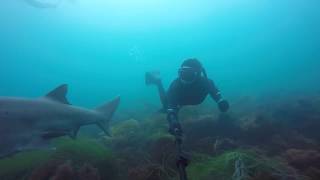 Sevengill Sharks, La Jolla, California