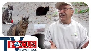 Ausgesetzt und verwildert: Deutschlands Streunerkatzen werden zur Plage | Focus TV Reportage