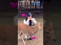 奈良の鹿と楽しむ観光客🦌