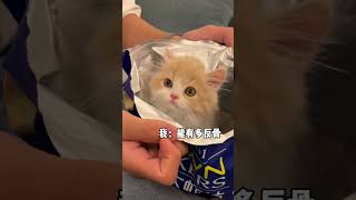 我寻思它能有多反骨呢! #小奶猫的成长日记 #小奶猫 #猫咪的迷惑行为