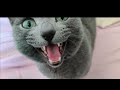 【猫動画】自動給餌器にご飯を補充する時のロシアンブルー【russianbule】russian blue when replenishing rice to the automatic feeder