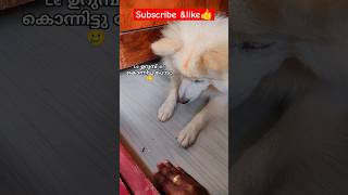 le 🐜: ഇതിലും ഭേദം എന്നെ കൊല്ലെടാ🥲#charlie #shorts #funny #funnydogs #dog #pets #spitz #hilarious