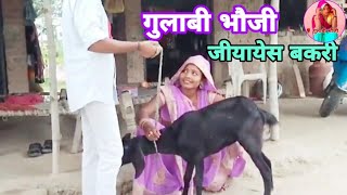 गुलाबी भौजी जियाएस बकरी कलाकार गुलाबी भौजी प्रियंका कुमारी gulabi bhauji camedi