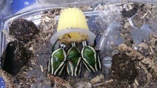 Dicronorhina derbyana feeding beetle jelly