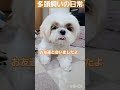 【多頭飼いの日常】賑やかな帰宅に飼い主はやっぱり笑顔になります🤭🩷 shorts シーズー shihtzu 西施犬 獅子狗 可愛い犬 多頭飼い 可愛い犬