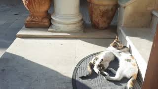 Two cute neighborhood kittens groom each other until they noticed me filming