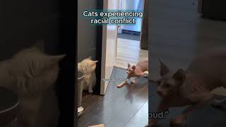 Even cats are dealing with racial conflict these days