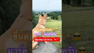 หมาพาขึ้นดอย 🐕🚶‍♀️ #เช้านี้ที่หมอชิต #ch7hdnews #dog #nature #สี่ขาแสนรัก #สุนัขแสนรู้ #shorts