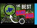 Most Underrated Nano Fish for Freshwater Aquariums | Elassoma Gilberti