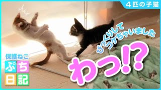 【子猫保護】緊急入院した子猫が、元気に走り回るようになりました！【4匹の子猫⑤】