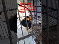 burung beo bisa ngomong,beo pintar bicara