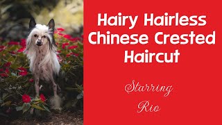 Chinese Crested Hairy Hairless Haircut. Starring Rio. Learn how to trim this breed smooth as silk.