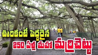 A 250 year old Banyan Tree | ఊరికంటే పెద్దదైన మహా మర్రి చెట్టు.. SumanTV Telugu