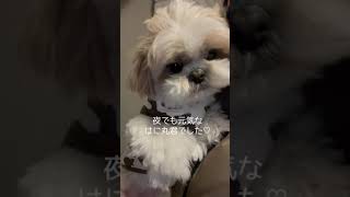 【かわいい】夜に駆けるシーズー犬 #Shorts / Shih Tzu running.