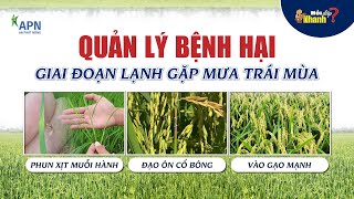 APN - QUẢN LÝ BỆNH HẠI GIAI ĐOẠN LẠNH GẶP MƯA TRÁI MÙA | Muỗi hành, đạo ôn, vào gạo