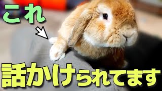 うさぎが話しかけてる時にだけ見せる行動