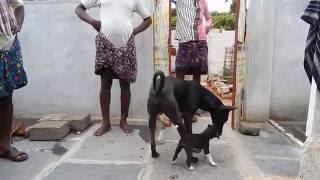 Pandikona Dogs