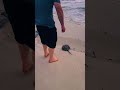 Man Rescues Stuck Horseshoe Crab!