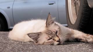 信州　別所温泉・ねこちゃん・北向観音