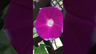 咲きました！アサガオ💠💠🌼😽Morning glory has bloomed!　July 26, 2024