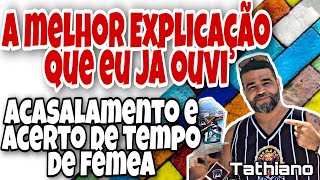 como ACERTAR o TEMPO de fêmea do coleiro, dica de ACASALAMENTO!