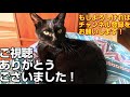 【黒猫のの】ヒザ上で毛づくろい