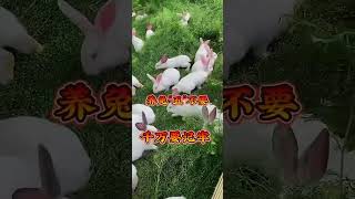 #兔子养殖 #记录可爱的动物 #pets #肉兔养殖 #cuteanimal #肉兔养殖 #兔子 #cutepet