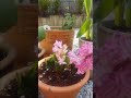 Pink Hyacinth bulb flowering before spring