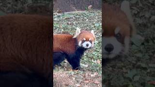 20241229ヒマワリ🌻 #レッサーパンダ #多摩動物公園 #ヒマワリ #redpanda