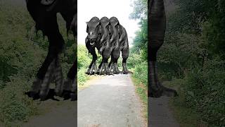 Big dinosour chase t-rex chasing part -858 #shorts #dinosaur #youtube #funny