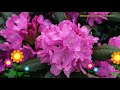 Рододендрон гибридный Розеум Элеганс. Краткий обзор описание rhododendron roseum elegans