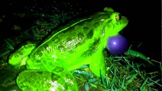 New frog dancing and singing song