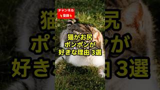 猫がお尻ポンポンを好きな理由3選 #shorts #雑学 #豆知識 #猫 #猫好き #cat #猫動画