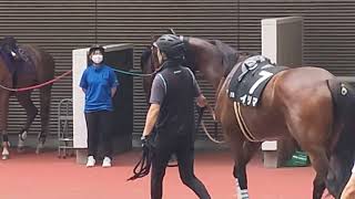 おとなしく待ってるヨシオ福島競馬場7月8日