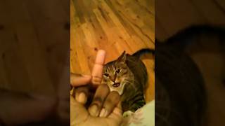 Cat vs Middle Finger 😾 TikTok is dead #memecore #cat #comedy #tiktok #cute #memes #new