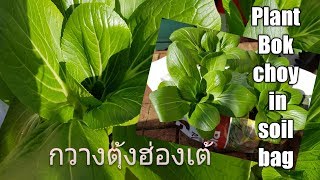 005#วิธีปลูกผักกวางตุ้งฮ่องเต้ในถุงดินง่ายๆ How to plant Bok Choy