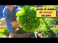 Les salades (laitues) au potager d'Olivier ► Semis, plantation, sol, limaces...