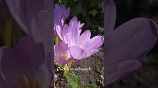 Funny colchicum autumnale #shorts