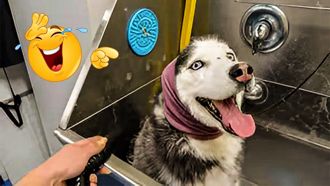 Ultimate Cat And Dog Videos Funniest Pets Youtube