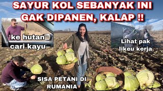 PANEN SAYUR KOL SISA PETANI DI RUMANIA | LANGSUNG BERSIHIN KEBUN DIBELAKANG RUMAH