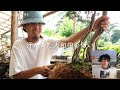 young bonsai artist who makes huge bunjin trees bonsai q