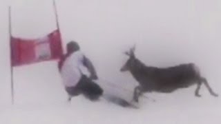 Hirsch bremst Skirennläufer aus