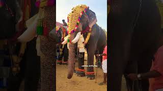 ചിറക്കൽ കാളിദാസൻ//#elephant #pooram #kalidasan #shots