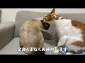 ※喧嘩ではありません！猫のかわいいじゃれ合いまとめ【メインクーンの子猫】